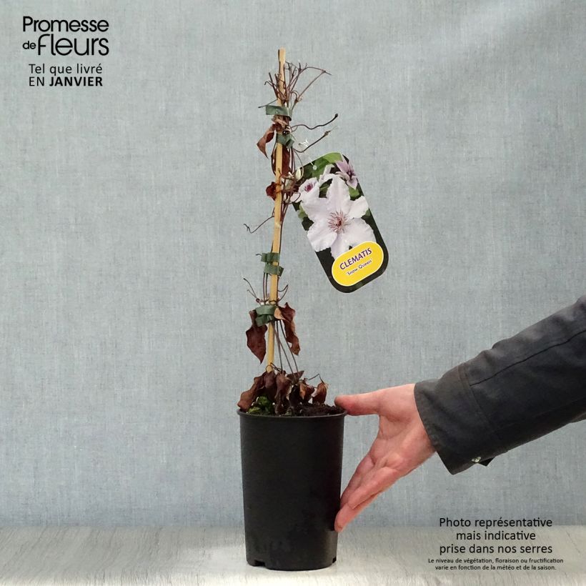 Clematis patens Snow Queen 2L/3L pot sample as delivered in winter