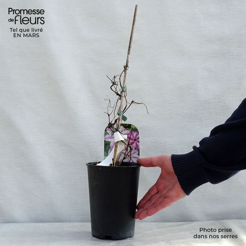 Clematis Souvenir du Capitaine Thuilleaux 2L/3L pot sample as delivered in spring