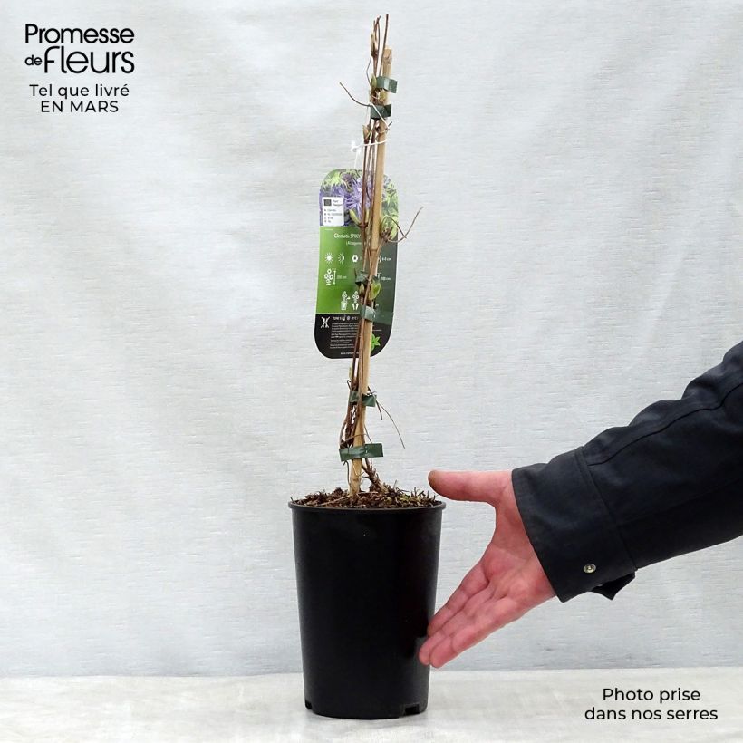 Clematis Spiky 2L/3L pot sample as delivered in spring