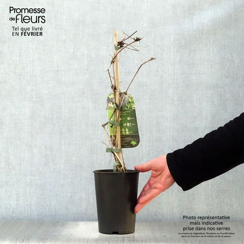 Clematis Spiky 2L/3L pot sample as delivered in winter