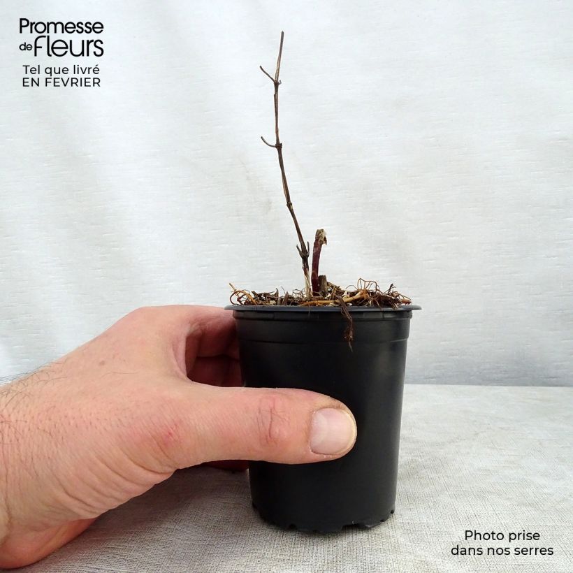 Clematis Star of India 8/9 cm pot sample as delivered in winter