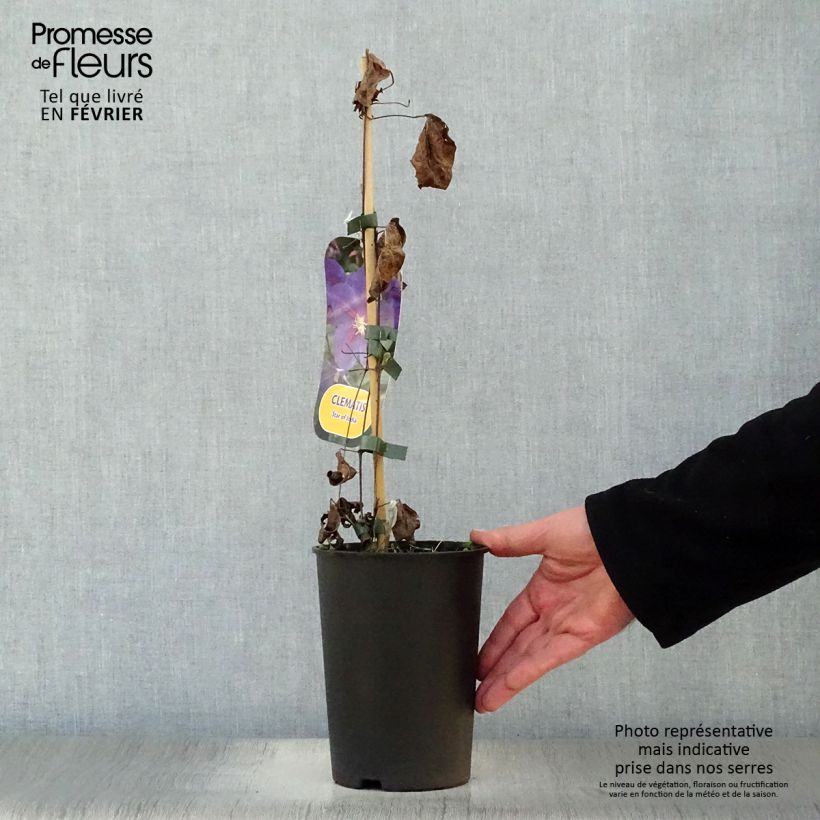 Clematis Star of India 2L/3L pot sample as delivered in winter