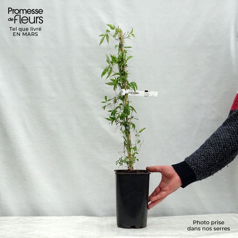 Clematis Sugar Sweet 2L/3L pot sample as delivered in winter