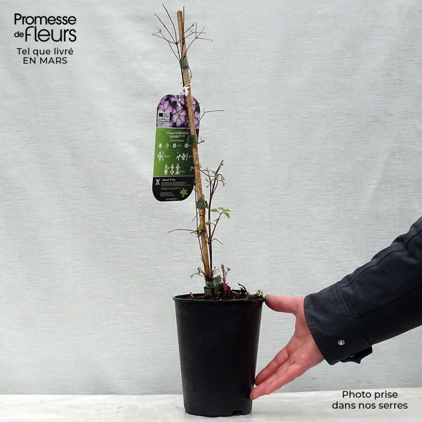 Clematis Super Nova 2L/3L pot sample as delivered in spring