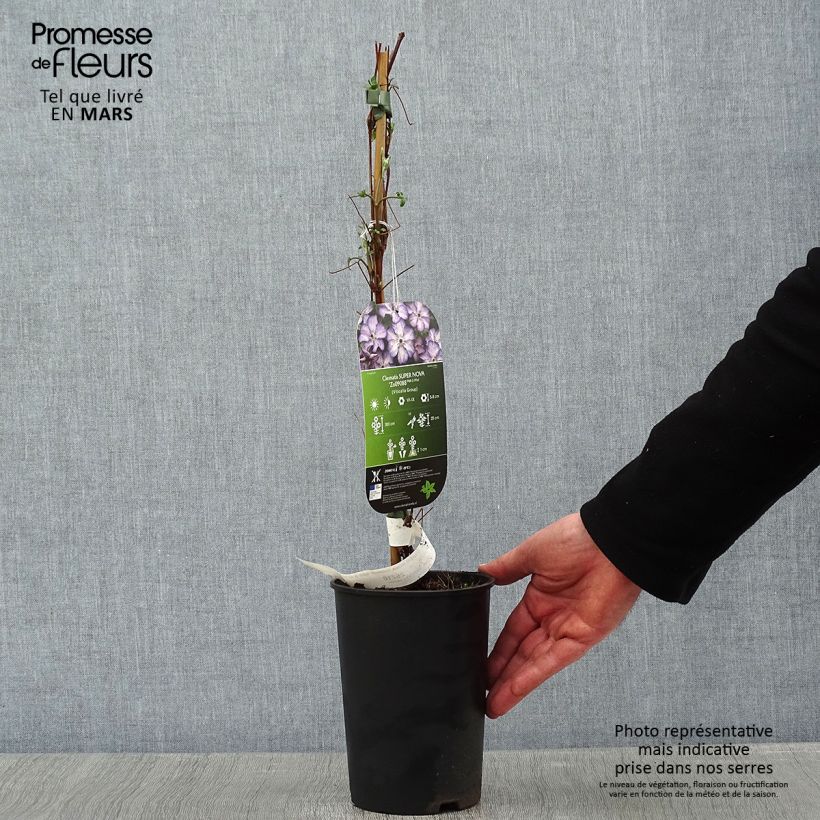 Clematis Super Nova 2L/3L pot sample as delivered in winter