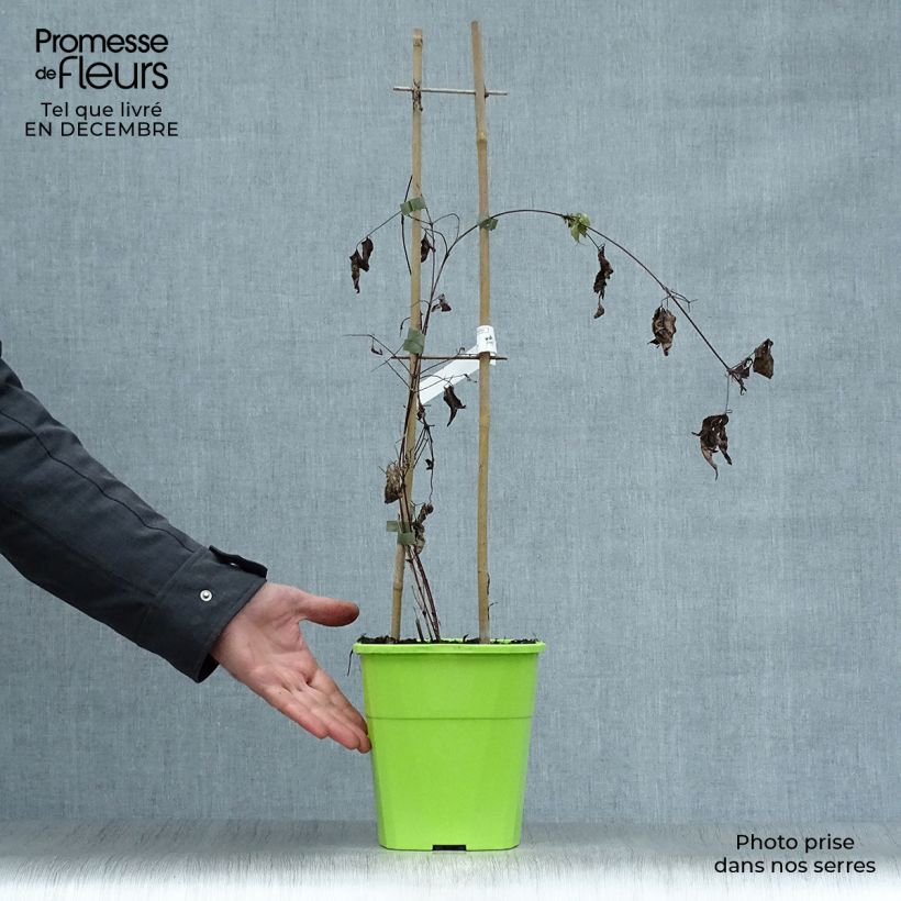 Clematis Taiga 3L/4L pot sample as delivered in winter