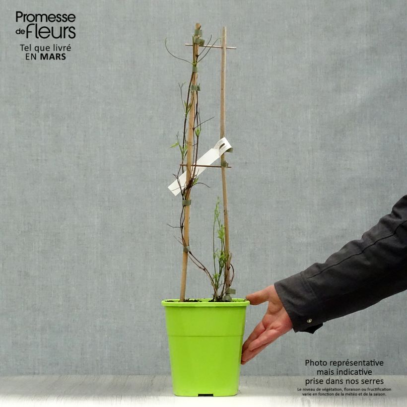 Clematis Taiga 3L/4L pot sample as delivered in spring