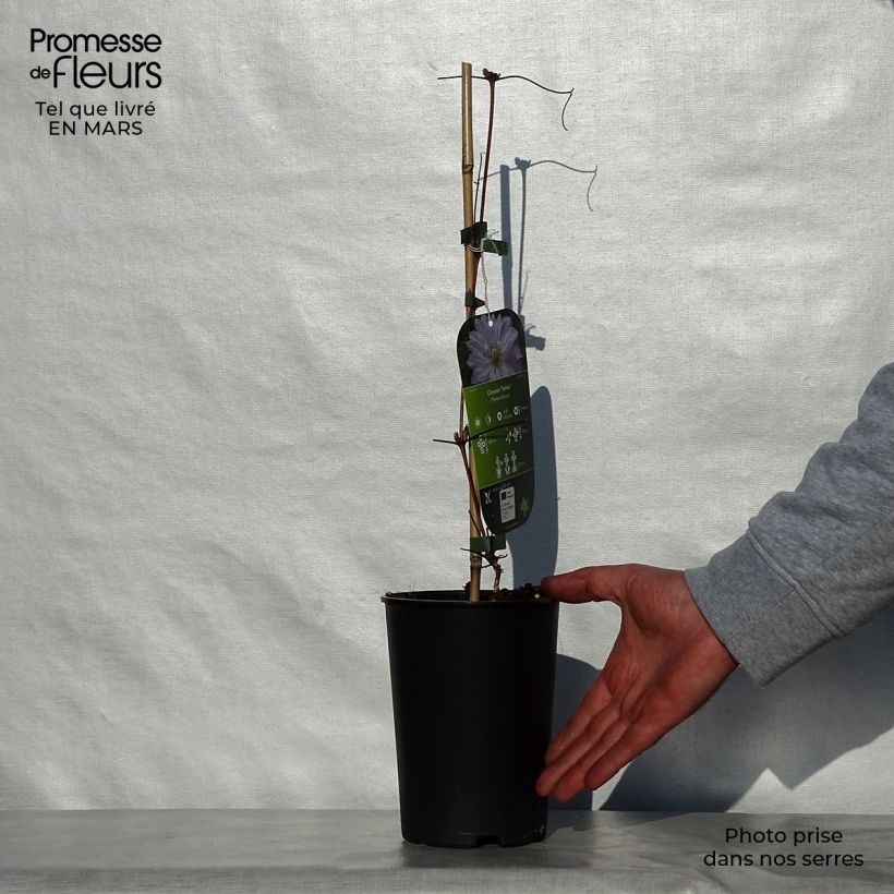 Clematis patens Teshio 2L/3L pot sample as delivered in spring