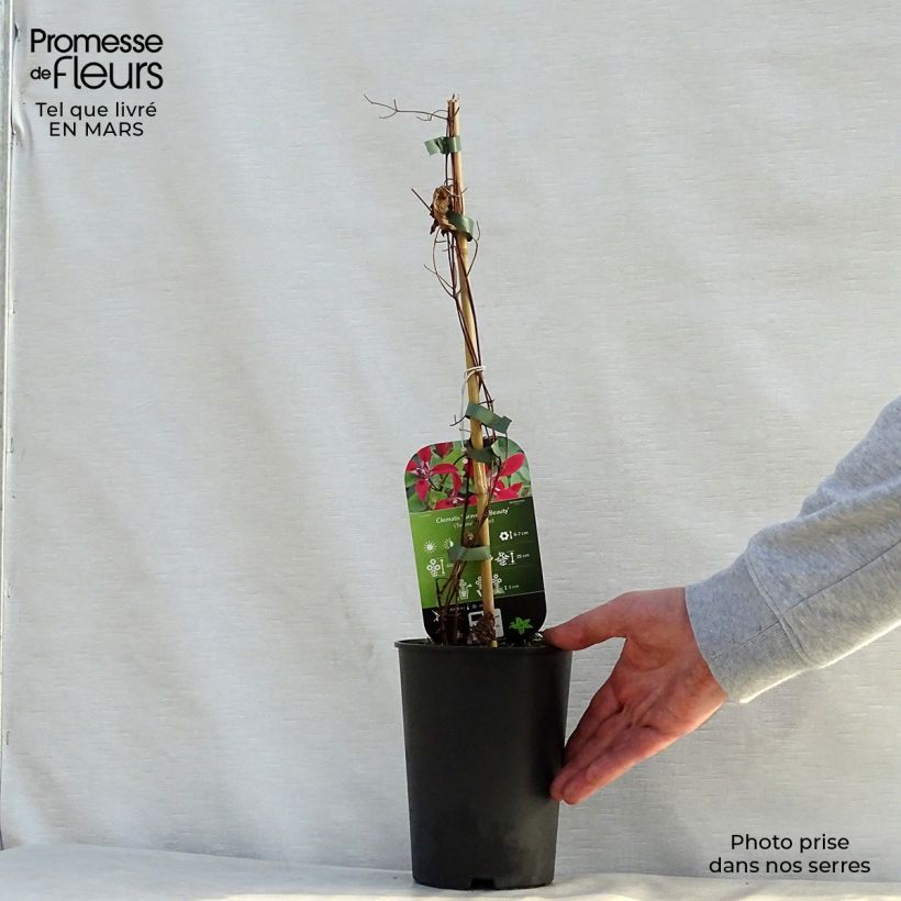 Clematis texensis 'Gravetye Beauty' 2L/3L pot sample as delivered in spring