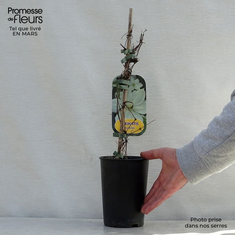 Clematis The Bride - Early Large-flowered Clematis 2L/3L pot sample as delivered in spring