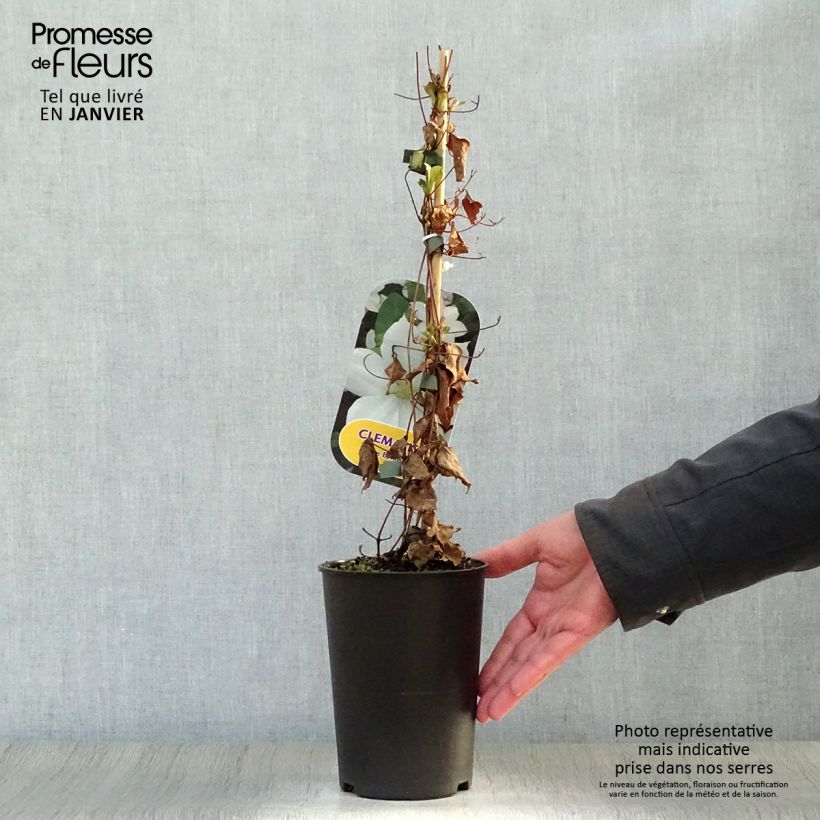 Clematis The Bride - Early Large-flowered Clematis 2L/3L pot sample as delivered in winter