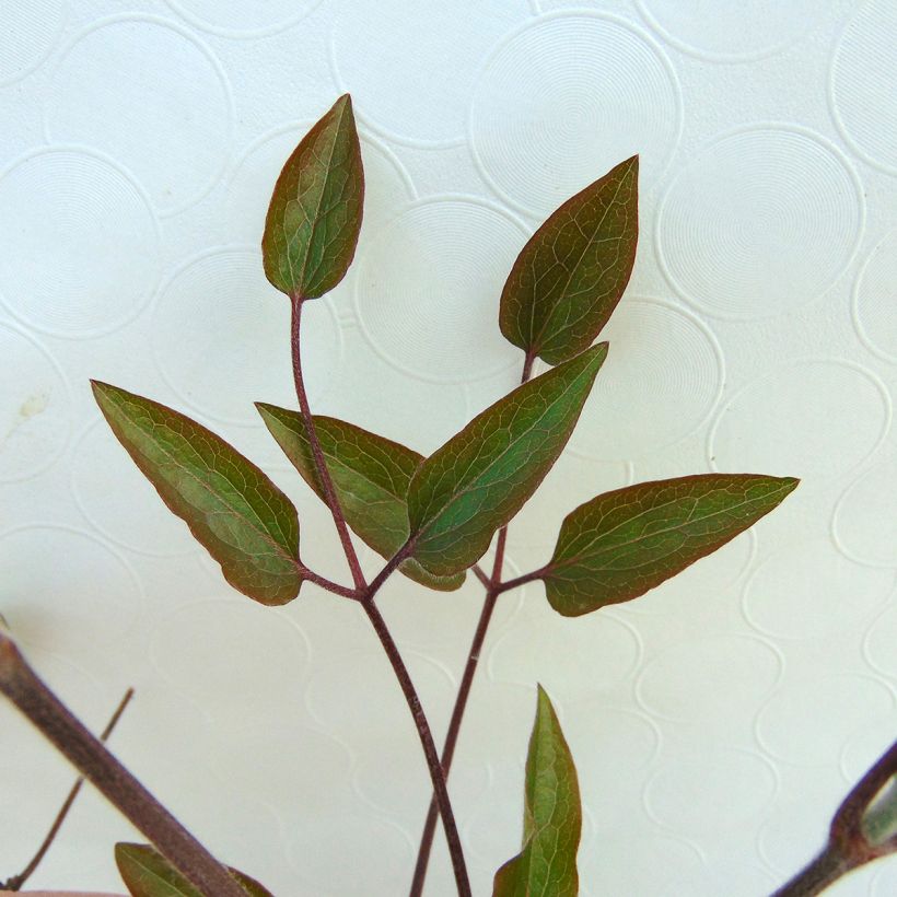 Clematis The President (Foliage)