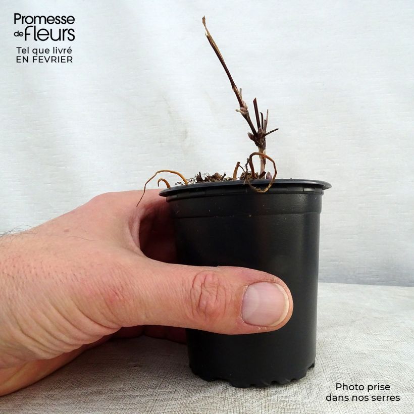 Clematis The President 8/9 cm pot sample as delivered in winter