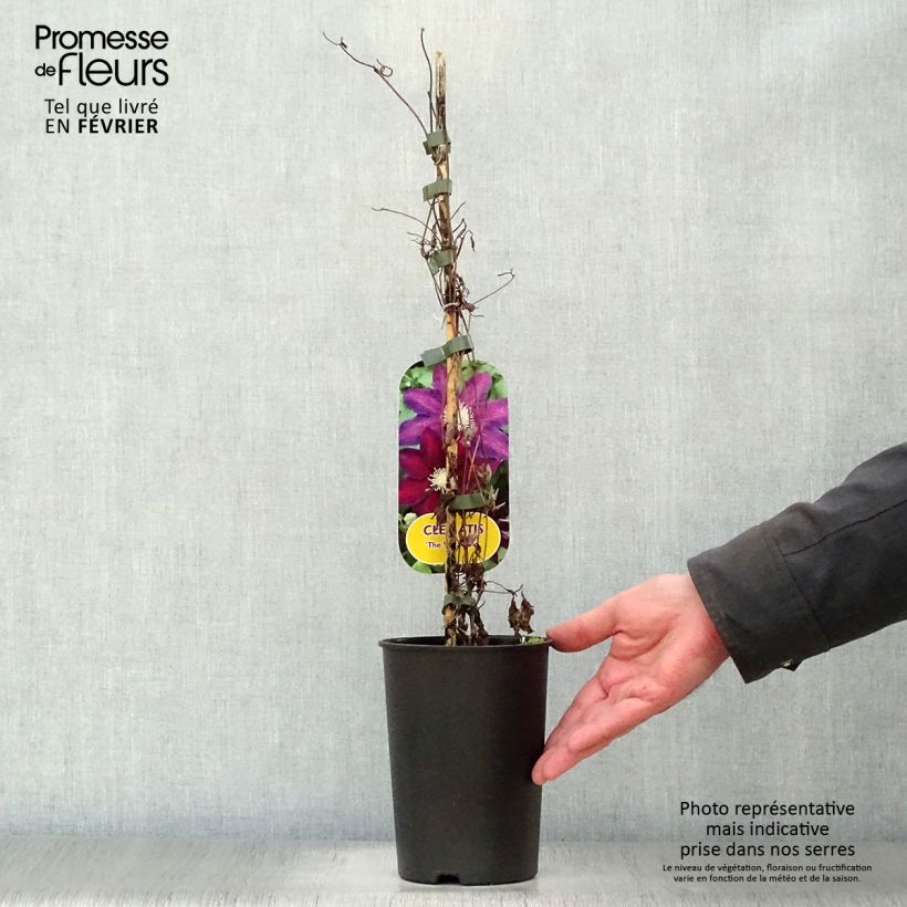 Clematis patens 'The Vagabond' 2L/3L pot sample as delivered in winter