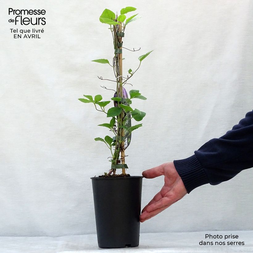 Clematis Tie Dye 2L/3L pot sample as delivered in spring