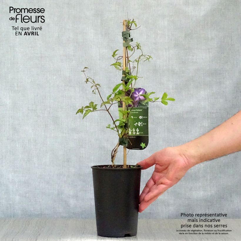 Clematis Venosa Violacea 2L/3L pot sample as delivered in spring