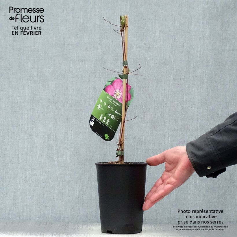 Clematis x viticella 'Ville de Lyon' 1.5L/2L pot sample as delivered in winter