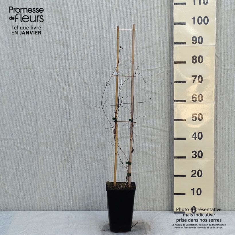 Clematis patens Viva Polonia 2L/3L pot sample as delivered in winter