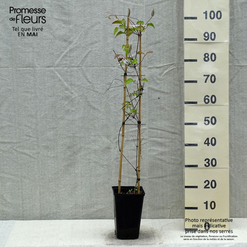 Clematis patens Viva Polonia 2L/3L pot sample as delivered in spring