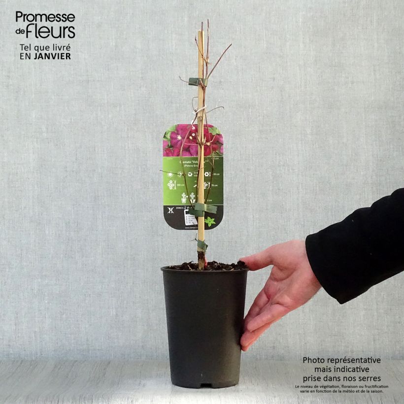 Clematis x viticella Voluceau 2L/3L pot sample as delivered in winter