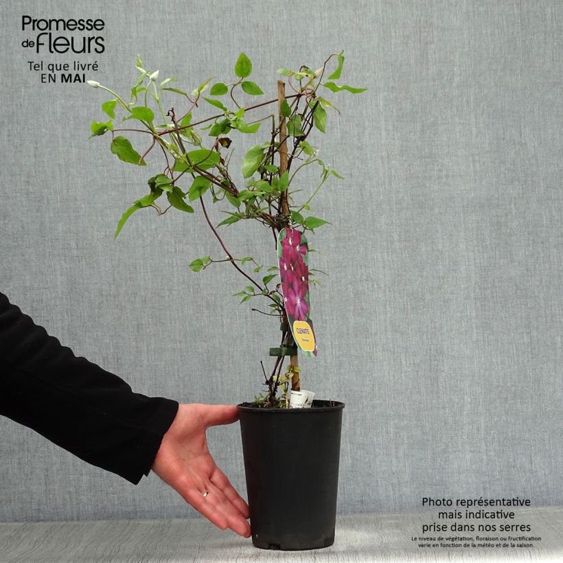 Clematis x viticella Voluceau 2L/3L pot sample as delivered in spring
