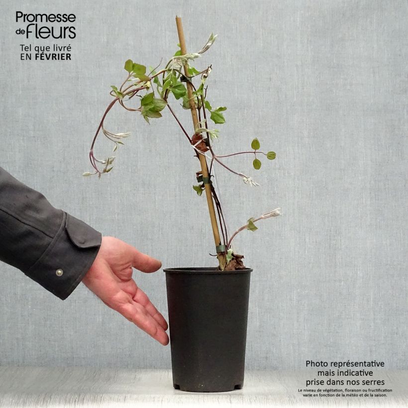 Clematis patens Vyvyan Pennell 2L/3L pot sample as delivered in winter