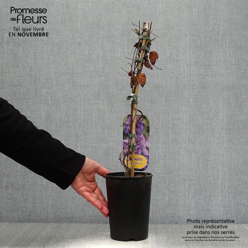 Clematis patens Vyvyan Pennell 2L/3L pot sample as delivered in autumn