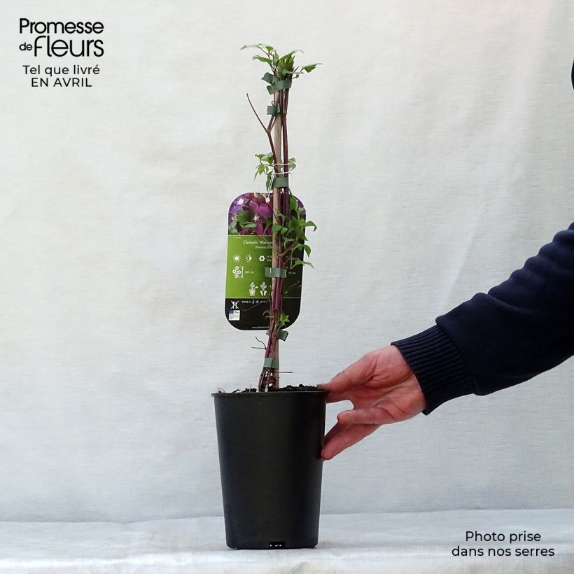 Clematis x jackmanii Warszawska Nike 2L/3L pot sample as delivered in spring