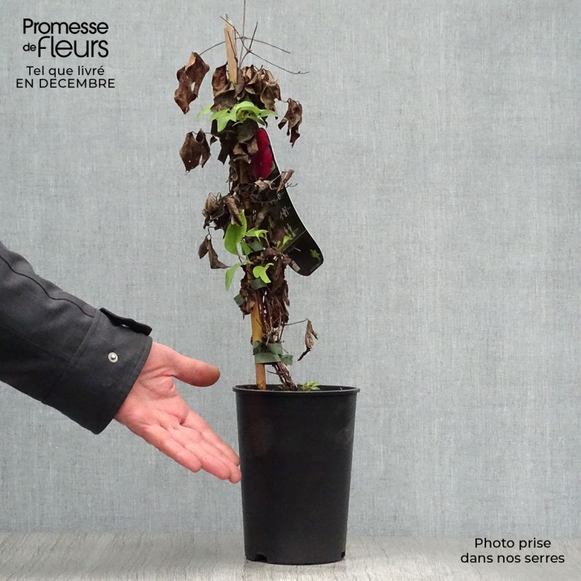 Clematis x patens Westerplatte 2L/3L pot sample as delivered in winter