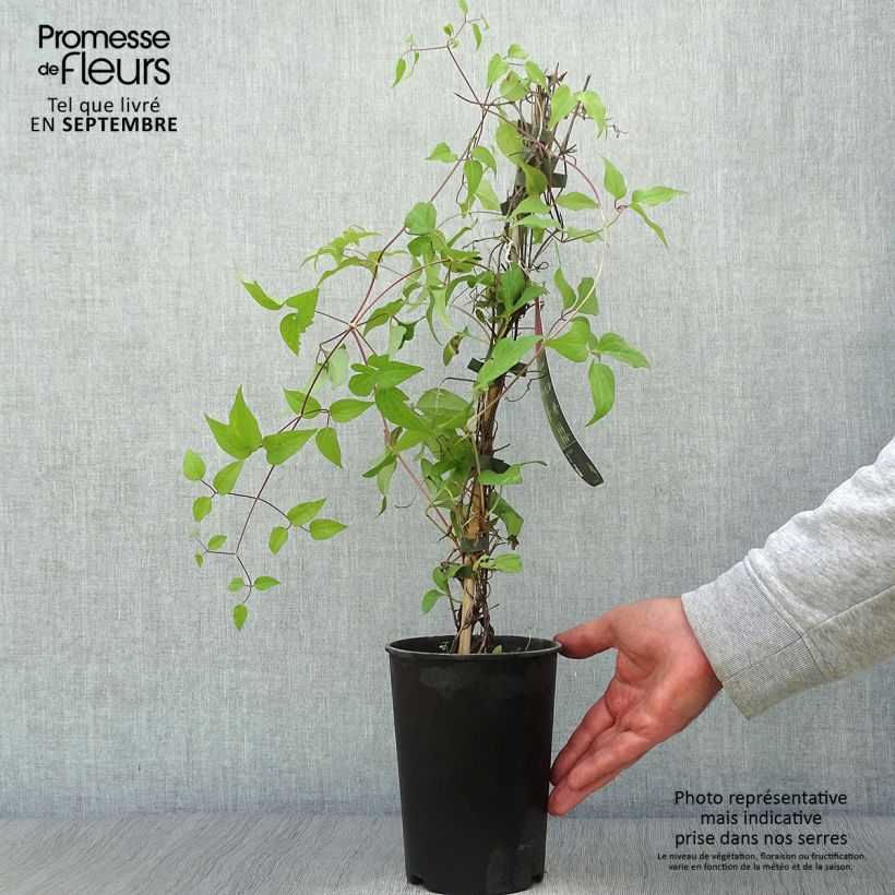 Clematis x patens Westerplatte 2L/3L pot sample as delivered in autumn