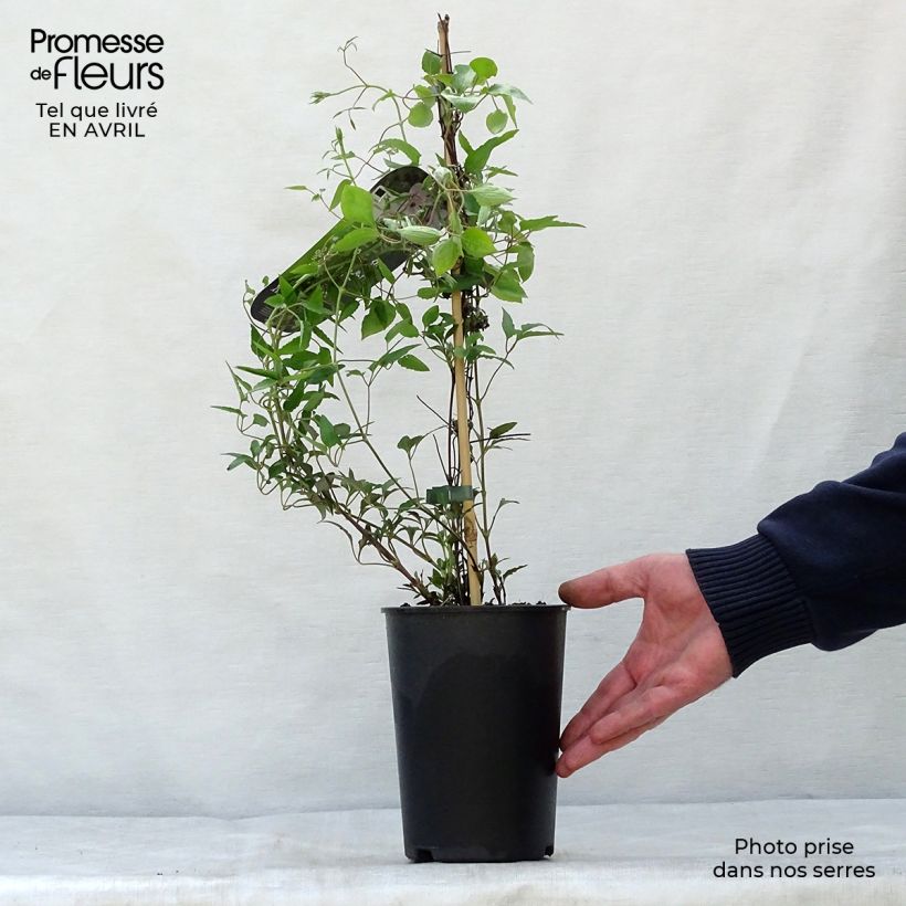 Clematis x patens White Pearl  2L/3L pot sample as delivered in spring