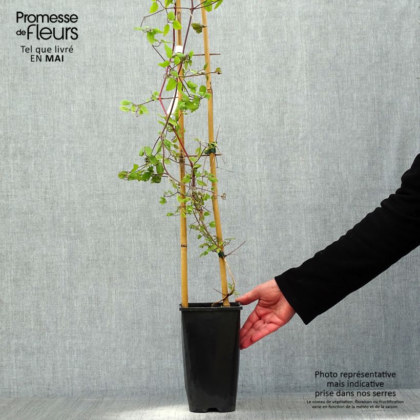 Clematis patens Will Goodwin 2L/3L pot sample as delivered in spring