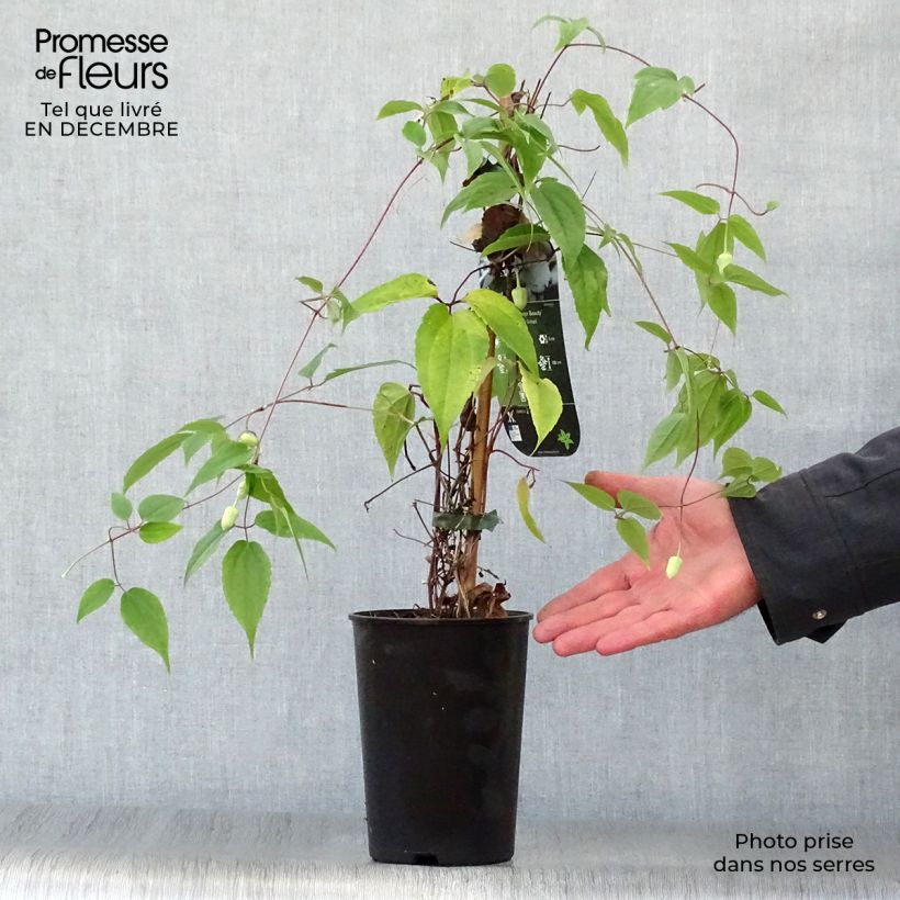 Clematis urophylla Winter Beauty 2L/3L pot sample as delivered in winter