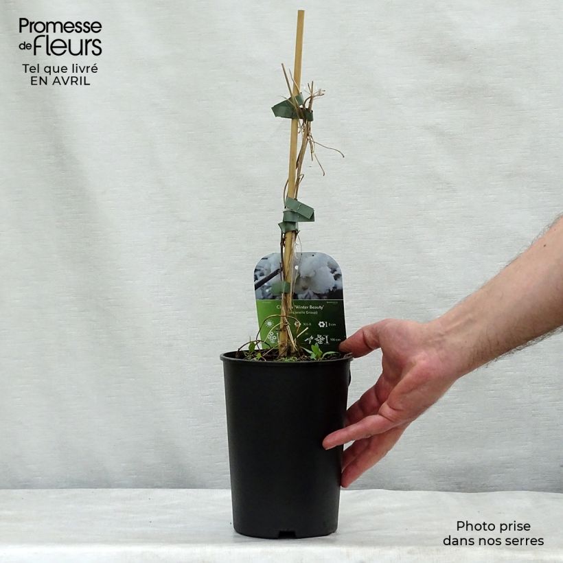 Clematis urophylla Winter Beauty 2L/3L pot sample as delivered in spring