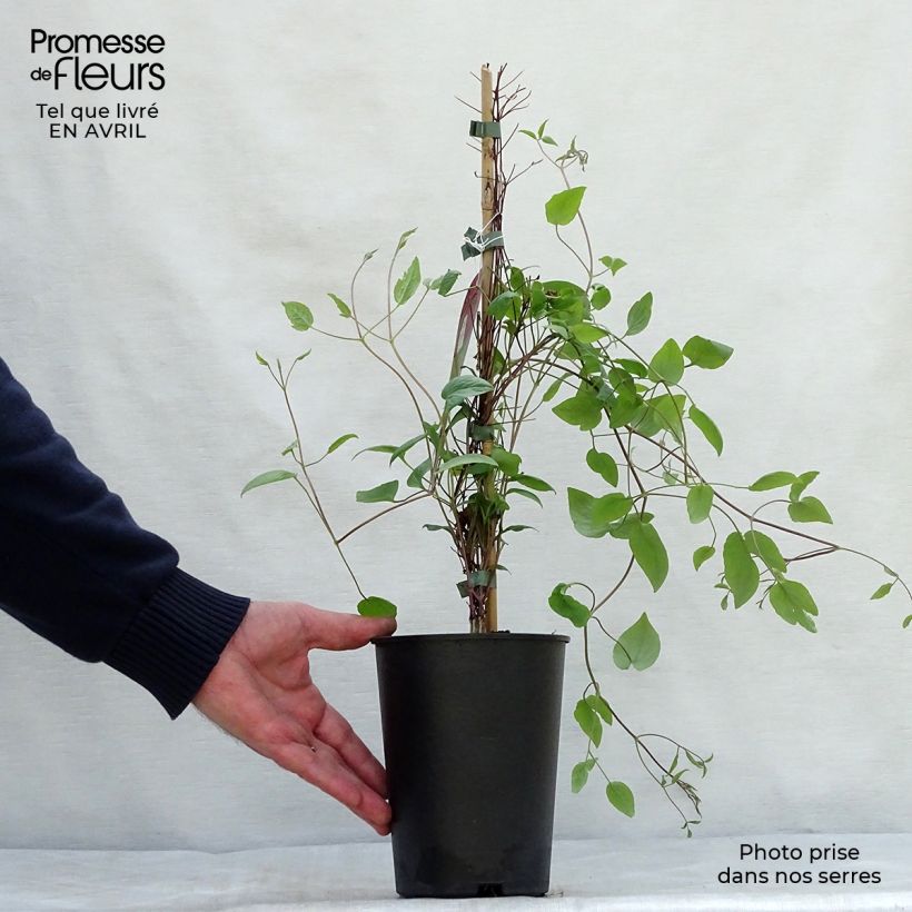 Clematis x viticella Wonderful 2L/3L pot sample as delivered in spring