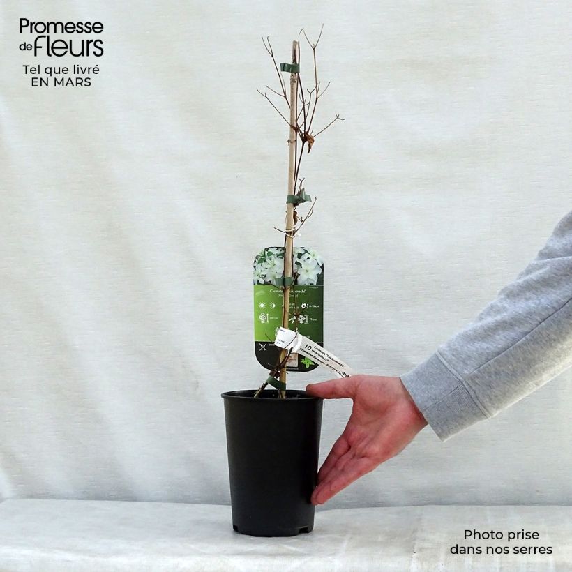 Clematis patens Yukikomachi 2L/3L pot sample as delivered in spring