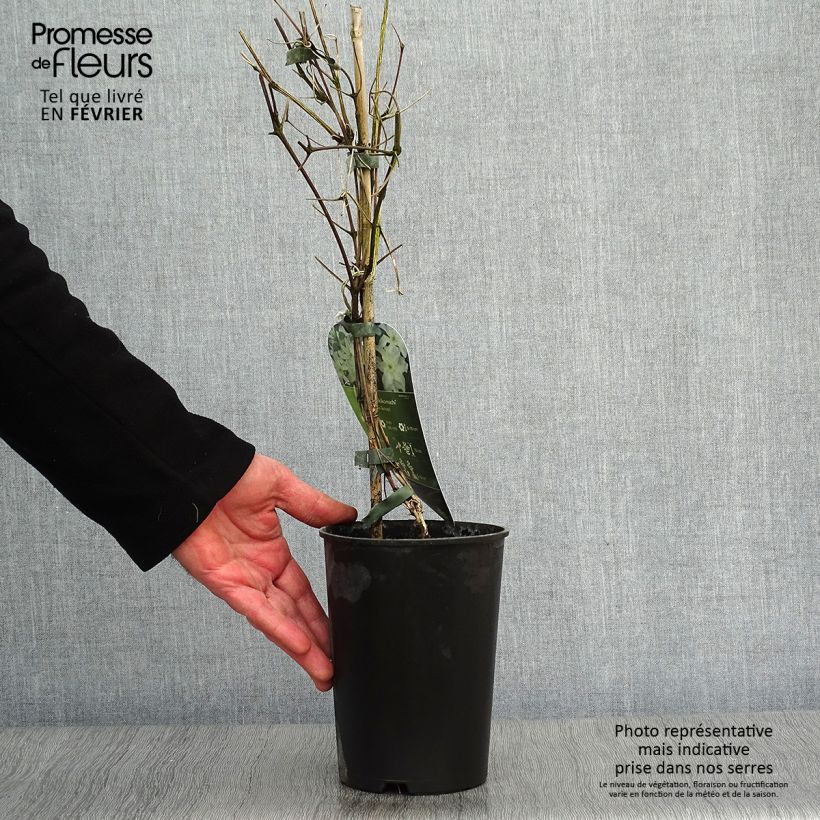 Clematis patens Yukikomachi 2L/3L pot sample as delivered in winter