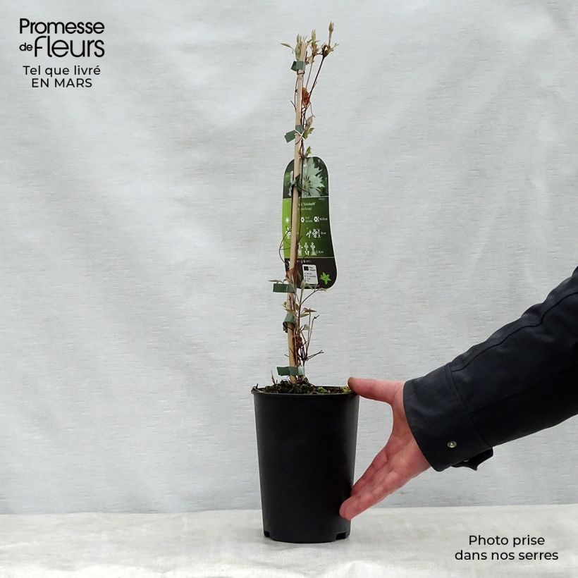 Clematis patens Yukiokoshi 2L/3L pot sample as delivered in spring