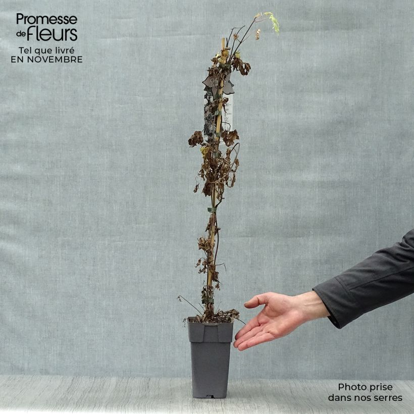 Clematis atragene alpina Ocean Pearl 2L/3L pot sample as delivered in autumn