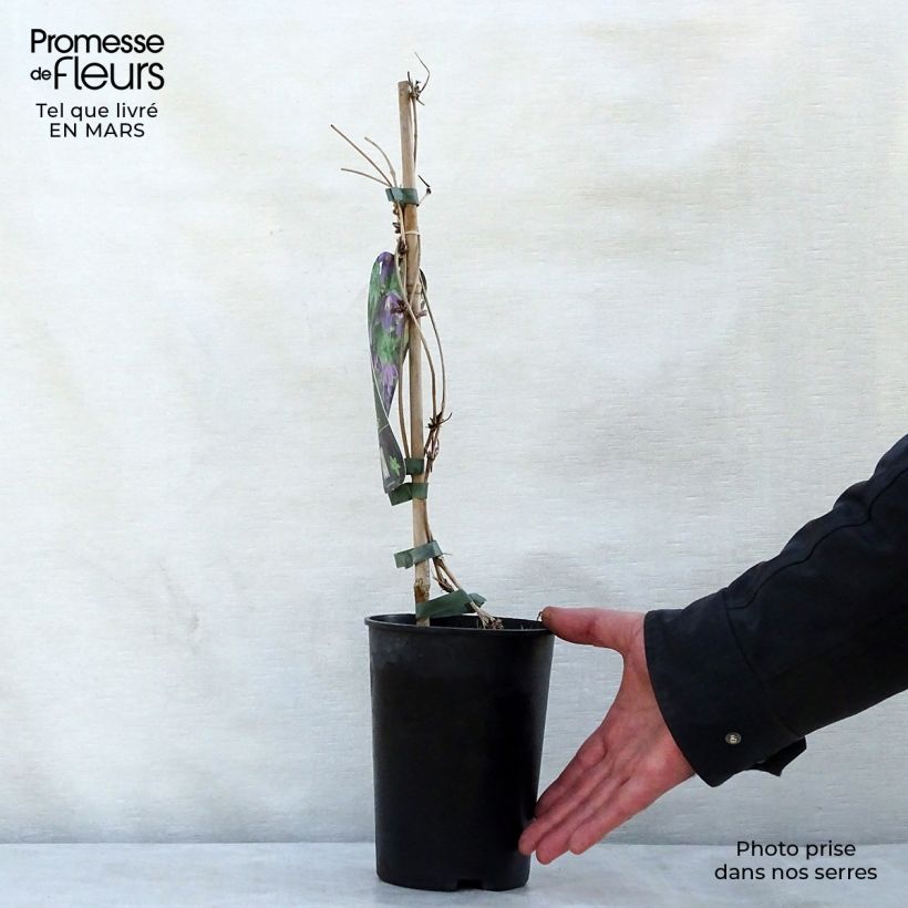 Clematis atragene alpina Ruby 2L/3L pot sample as delivered in spring