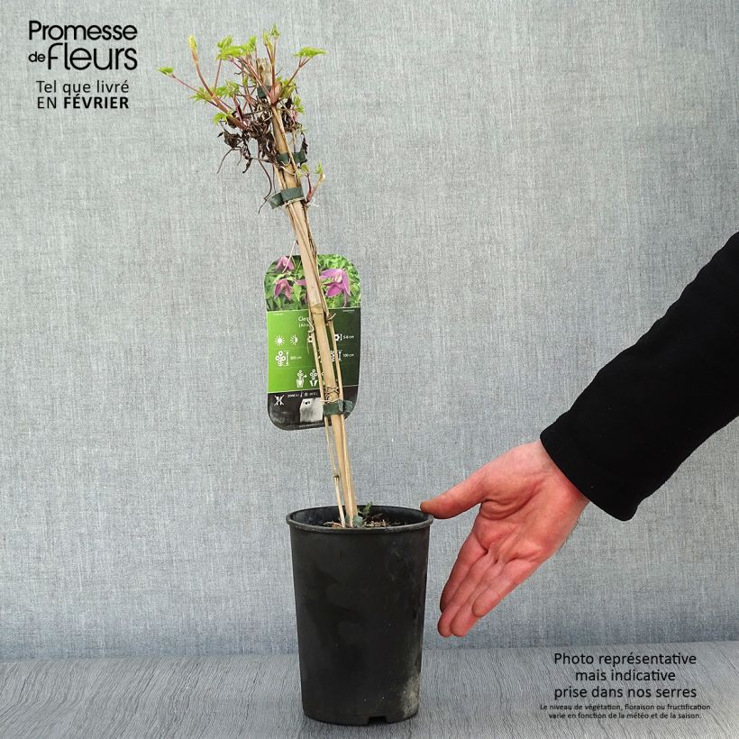 Clematis atragene alpina Ruby 2L/3L pot sample as delivered in winter