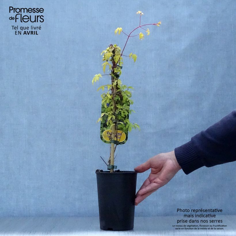 Clematis atragene Stolwijk Gold 2L/3L pot sample as delivered in spring