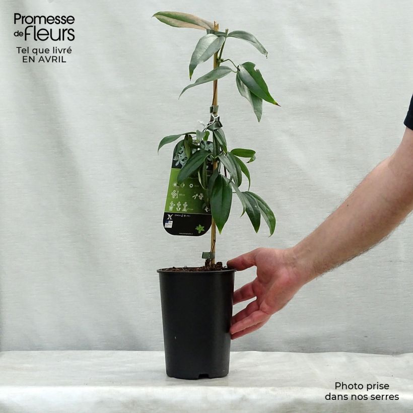 Clematis armandii Little White Charm - Evergreen Clematis 2L/3L pot sample as delivered in spring