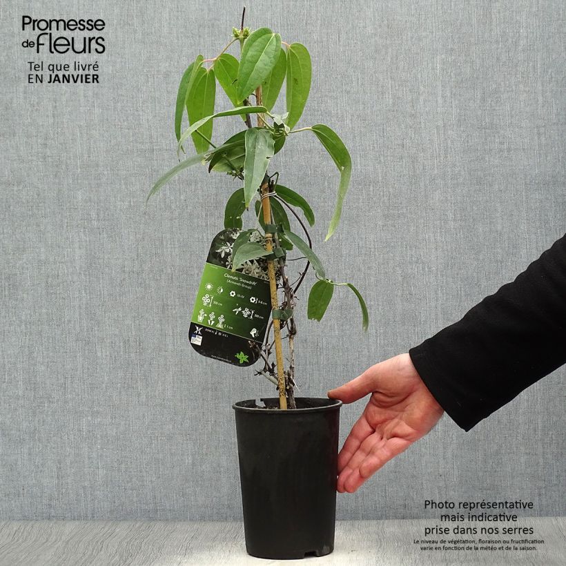 Clematis armandii Snowdrift - Evergreen Clematis 2L/3L pot sample as delivered in winter