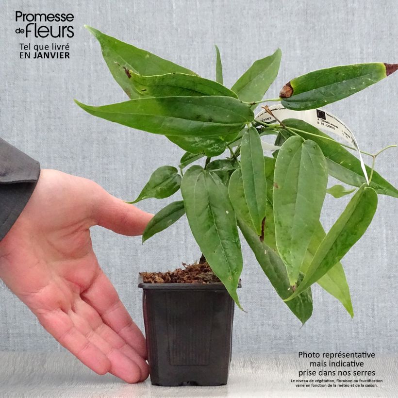 Clematis armandii - Evergreen Clematis 8/9 cm pot sample as delivered in winter