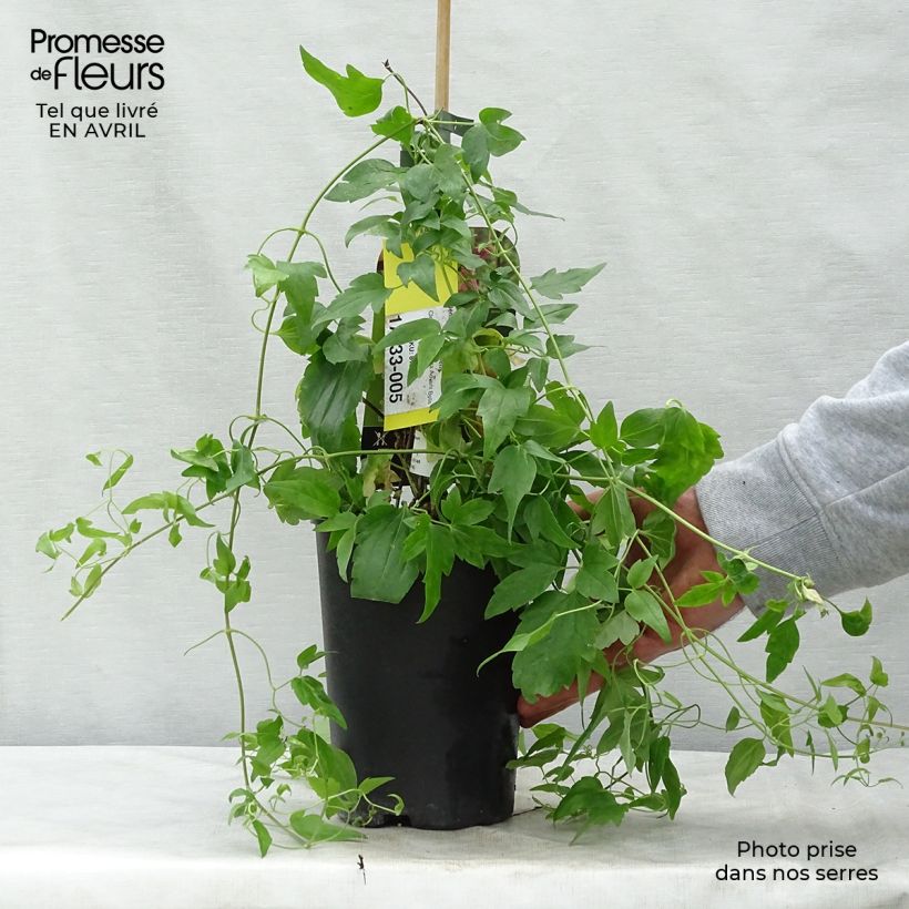 Clematis x cirrhosa Advent Bells 2L/3L pot sample as delivered in spring