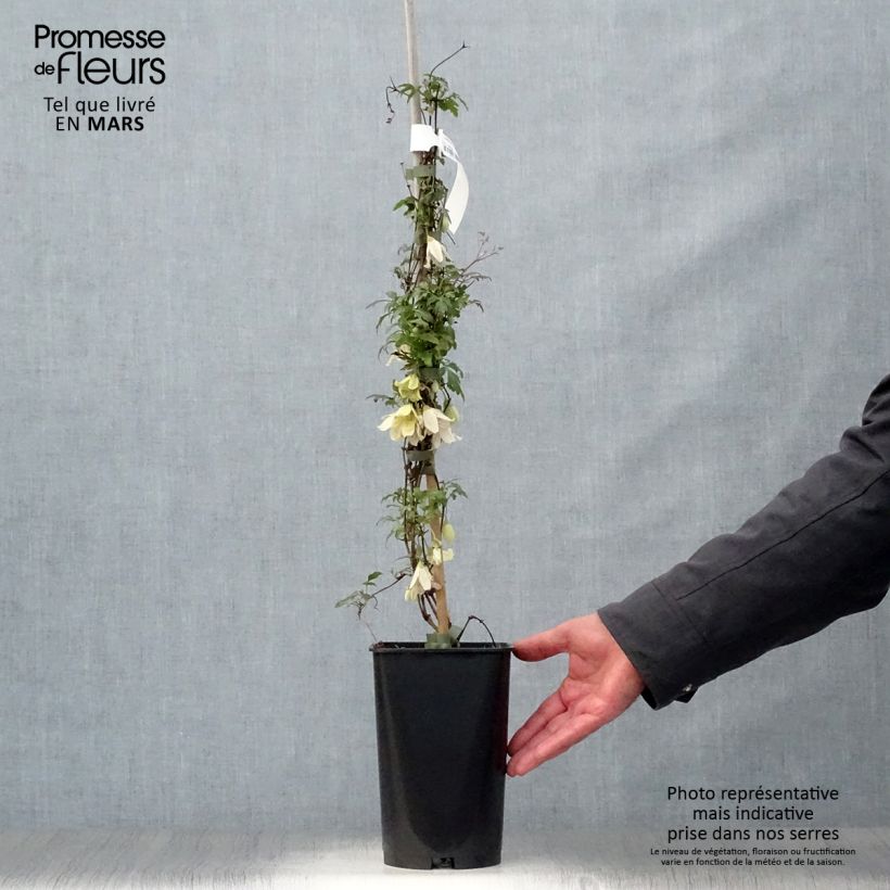 Clematis cirrhosa var. balearica 2L/3L pot sample as delivered in spring