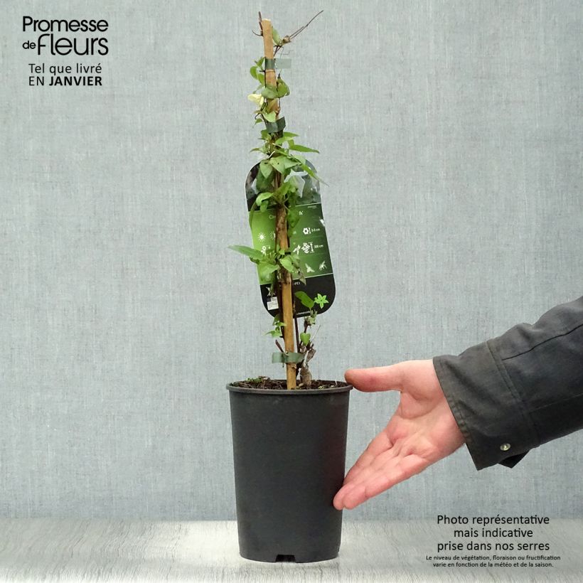 Clematis cirrhosa Jingle Bells 2L/3L pot sample as delivered in winter