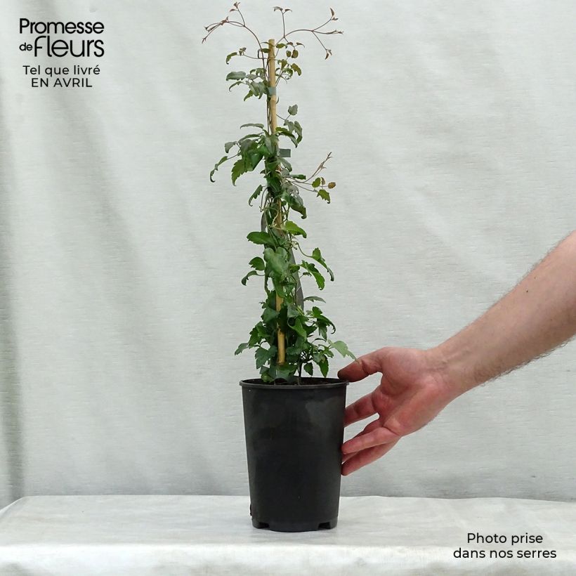 Clematis cirrhosa Jingle Bells 2L/3L pot sample as delivered in spring