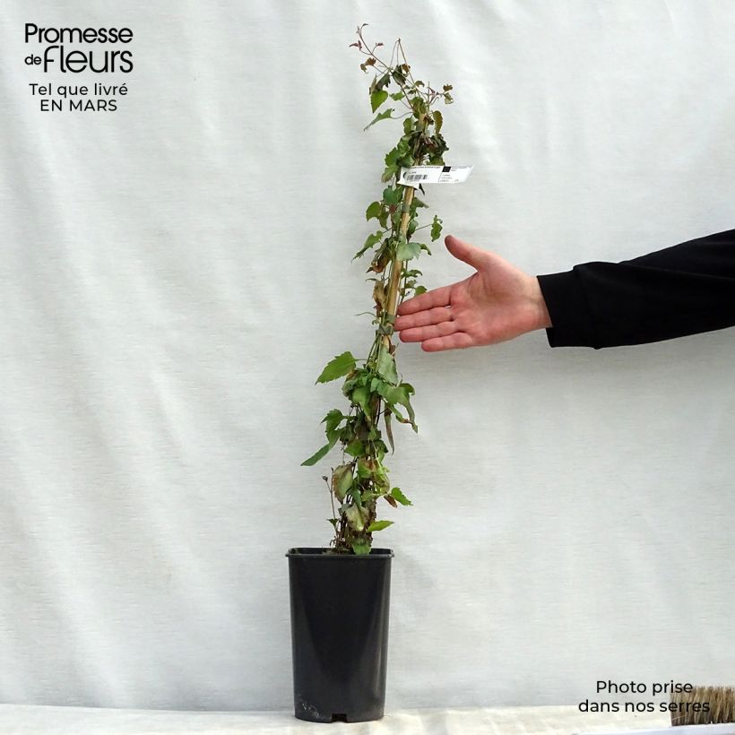 Clematis cirrhosa Lansdowne Gem 2L/3L pot sample as delivered in spring